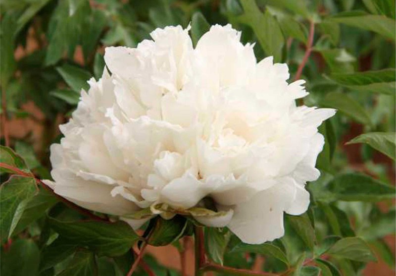 flare carte blanche_1